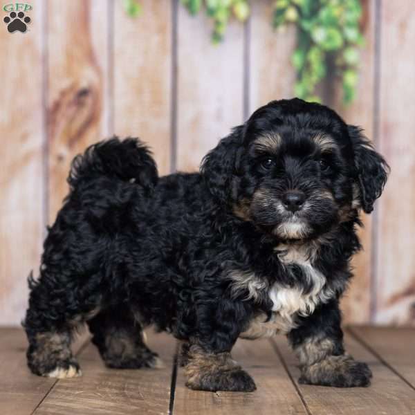 Danny, Mini Bernedoodle Puppy